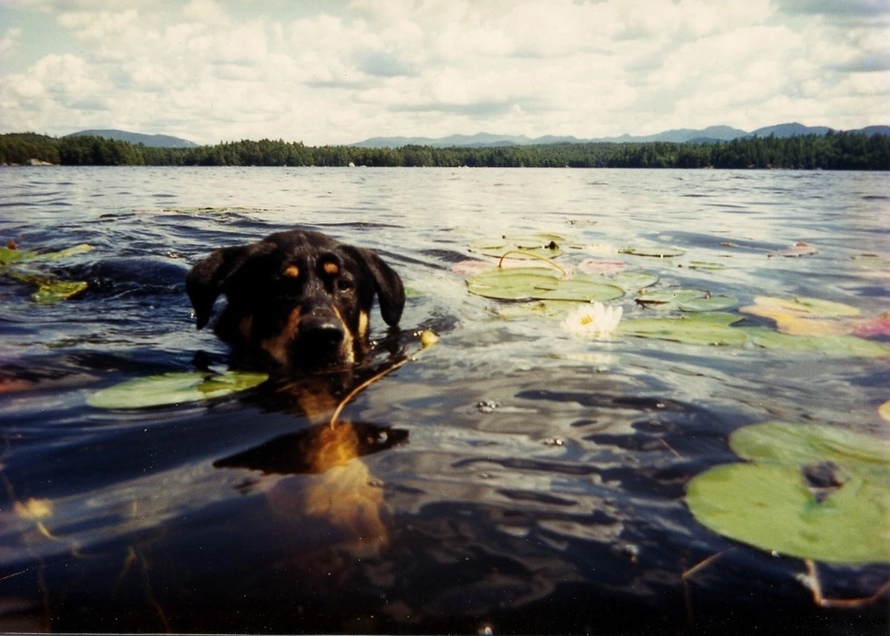 A floppy eared rottweiler swims through the lily pads.