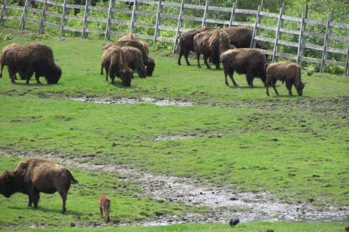 Many buffalo explore the lush grasses