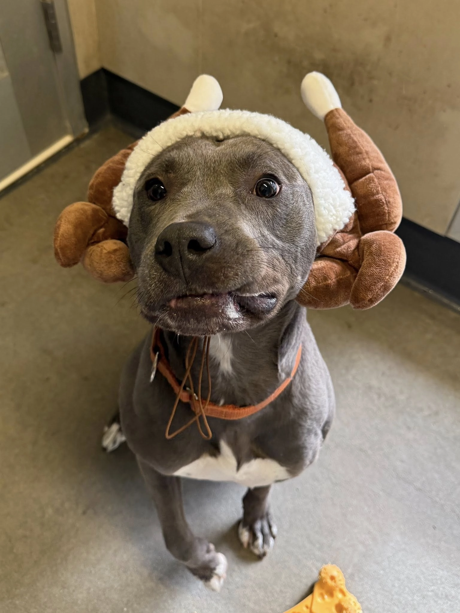 dog wearing a turkey hat 