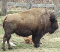 Big Buffalo stands in a field