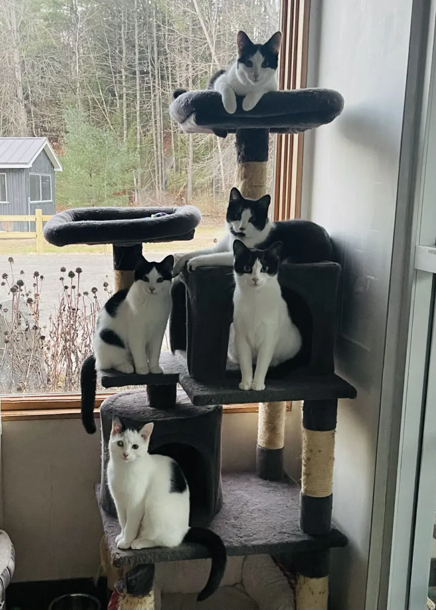 black and white cats