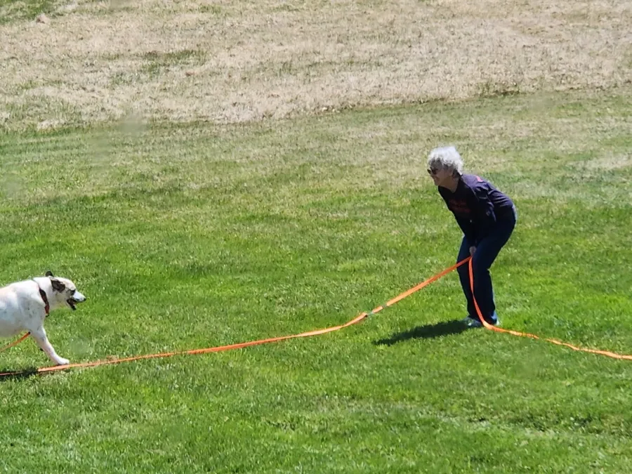 Tina doing recall with a dog